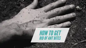Home Remedy for Ant Bites