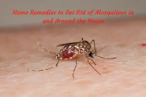 Home Remedies ForMosquitoes