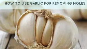Garlic For Moles