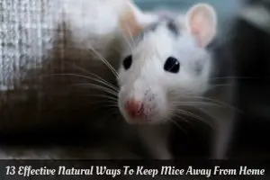 Home Remedies for Mice Infestation