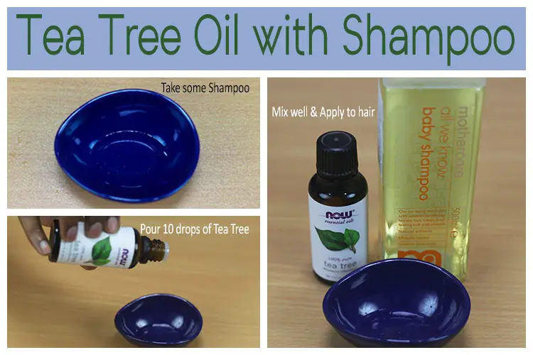 Tea Tree Oil and Shampoo