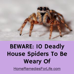10-Deadly-House-Spiders