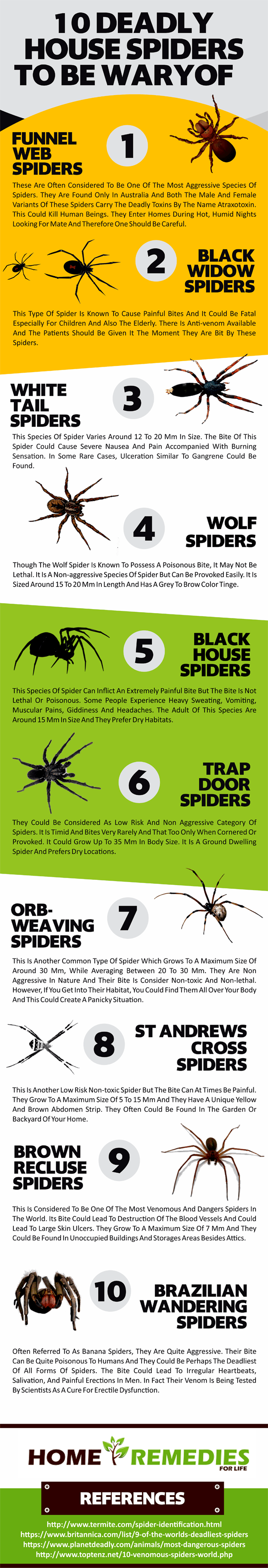 10-deadly-house-spiders-infographic