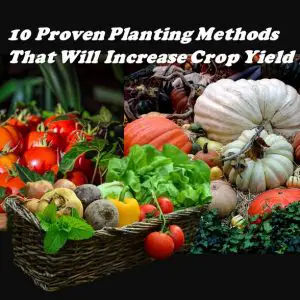 10 Proven Planting Methods That Will Increase Crop Yield