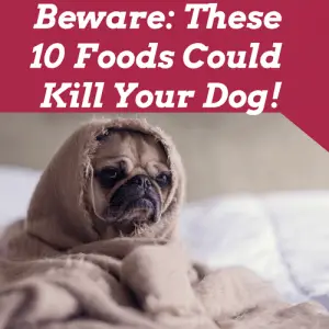10 foods to avoid for dogs