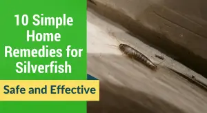 10 Simple Home Remedies for Silverfish(1)