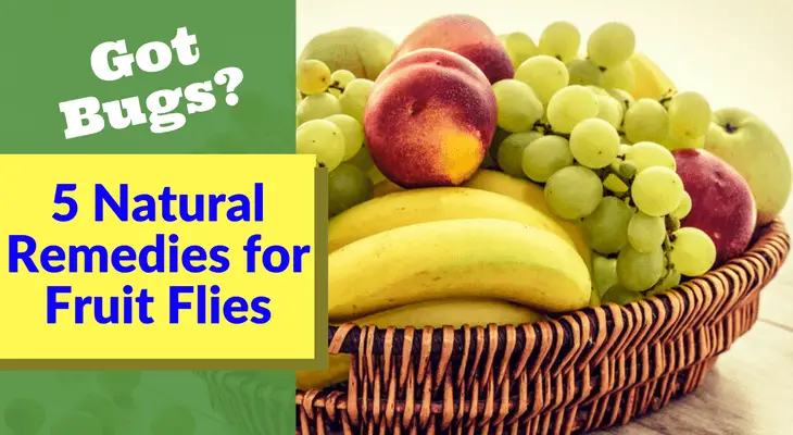 5 Natural Remedies for Fruit Flies