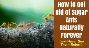 How to Get Rid of Sugar Ants Naturally Forever