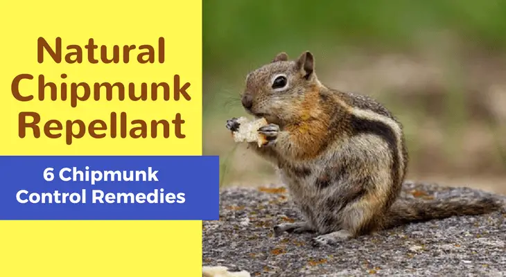 Natural Chipmunk Repellant