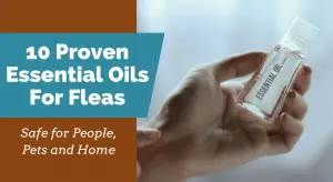 10 Proven Essential Oils For Fleas