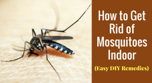 How to Get Rid of Mosquitoes Indoor