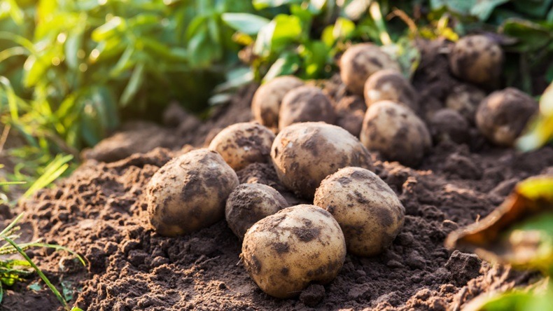 potato for tooth abscess